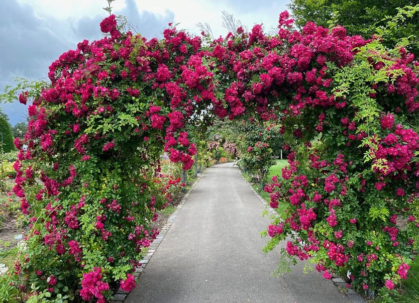 Wundervoller Rosenbogen im Rosengarten der Rosenstadt Bad Langensalza (Foto: Eva Maria Wiegand) Wundervoller Rosenbogen im Rosengarten der Rosenstadt Bad Langensalza (Foto: Eva Maria Wiegand)