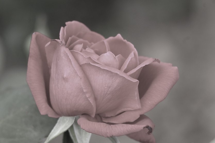 Rose (Foto: Eva Maria Wiegand)