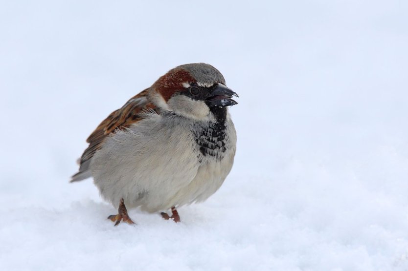 Der Haussperling ist in Thüringen auf dem absteigenden Ast (Foto: Frank Drerer) Der Haussperling ist in Thüringen auf dem absteigenden Ast (Foto: Frank Drerer)