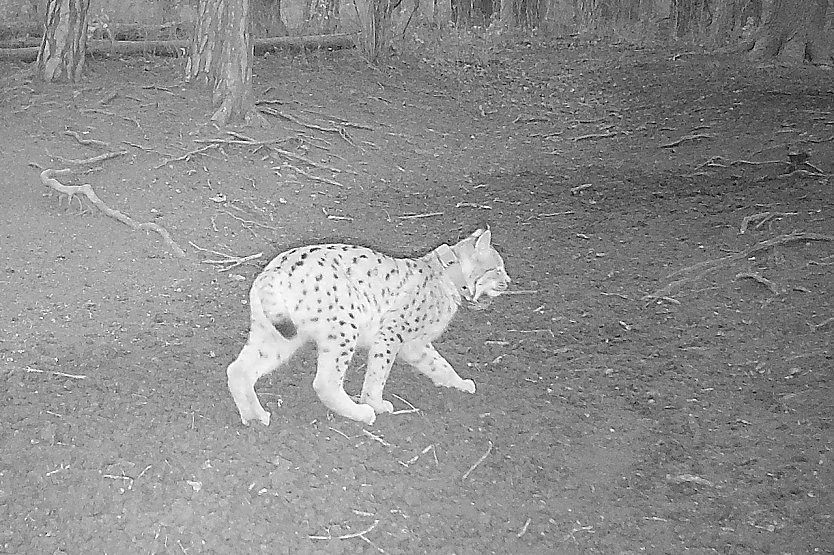 Eine Wildtierkamera nahm Luchsweibchen Nova im Saaletal auf (Foto: Birgit Zwilling )