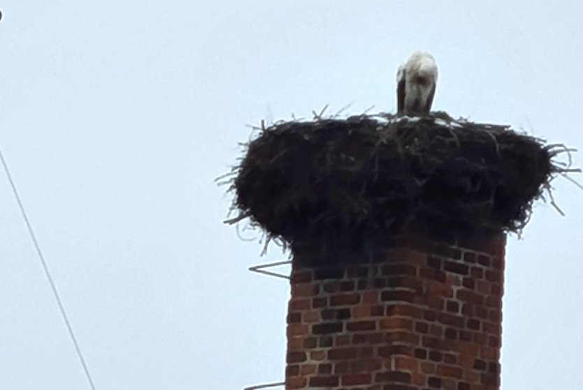 Der G&ouml;rsbacher Storch ist zur&uuml;ck! (Foto: F.Cyriax)