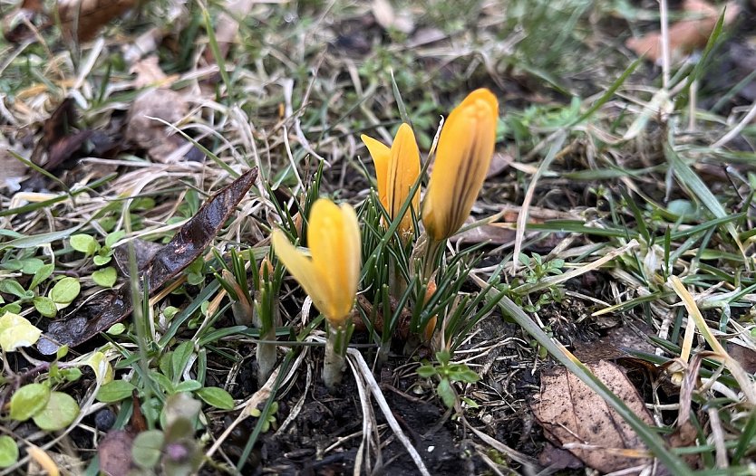 Beginnt mit dem M&auml;rz der Fr&uuml;hling? Erste Boten im Kurpark Bad Langensalza   (Foto: oas)