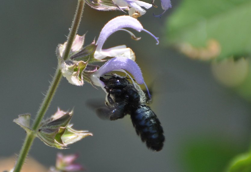 Eine blaue Holzbiene an einer Bl&uuml;te (Foto: KlausSchmidt)
