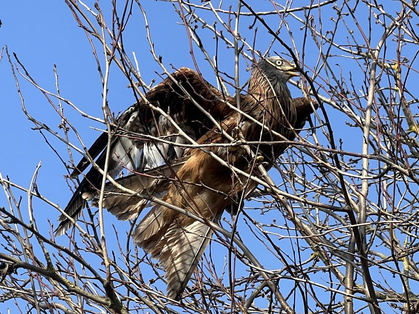 Ruhepause f&uuml;r den Raubvogel (Foto: S. Dietzel)
