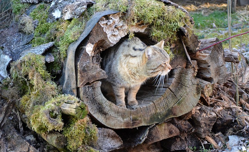  Waro h&auml;lt Ausschau (Foto: &copy; Katrin Vogel)