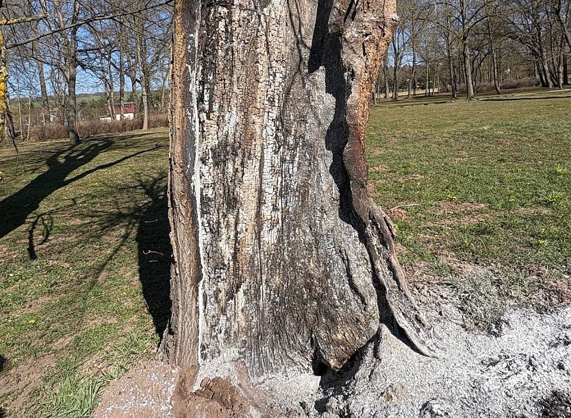 Angekokelter Baum im Schlosspark (Foto: S.Dietzel)