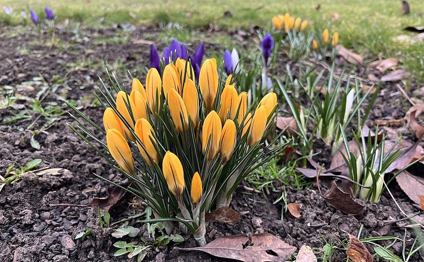 Regen wird in den n&auml;chsten Tagen f&uuml;r weiteres Pflanzenwachstum sorgen (Foto: oas)