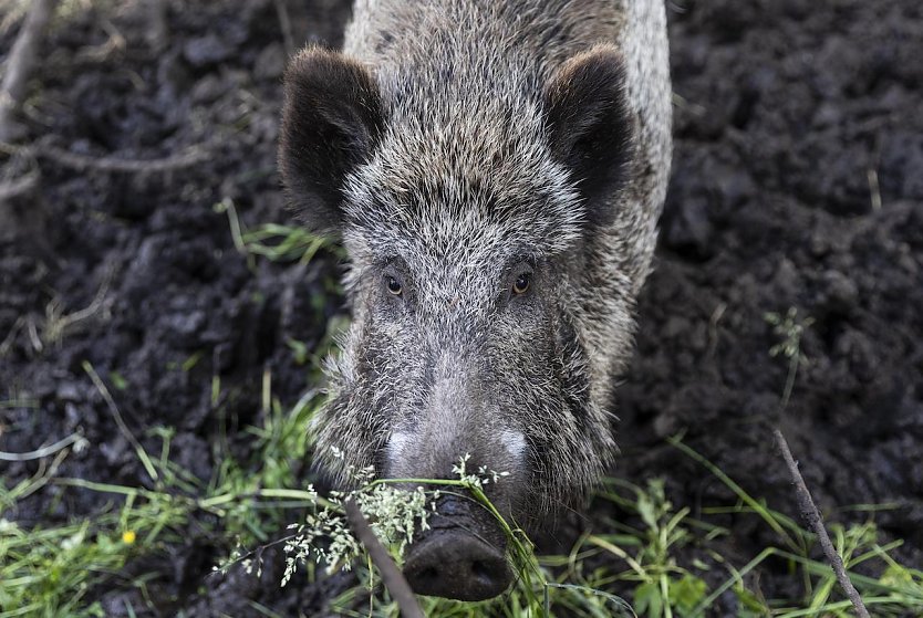 Wildschwein (Foto: Vier Pfoten )