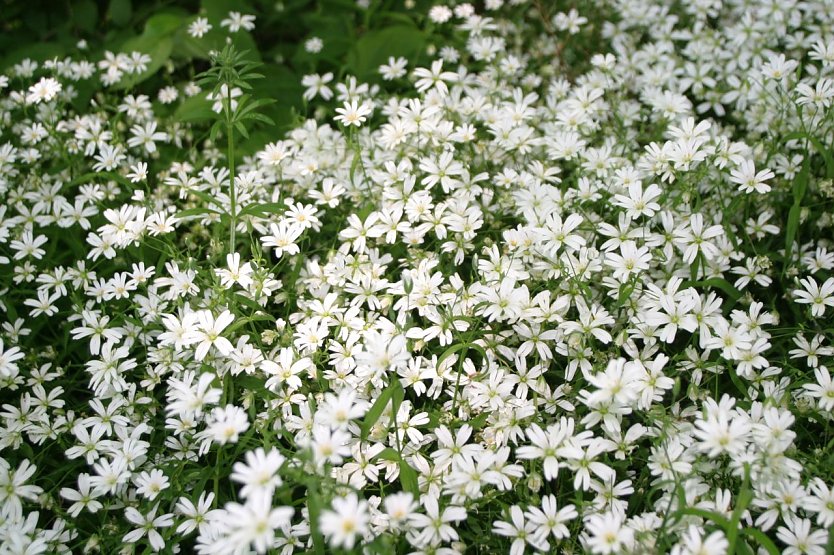 Wetterbild (Foto: agl)