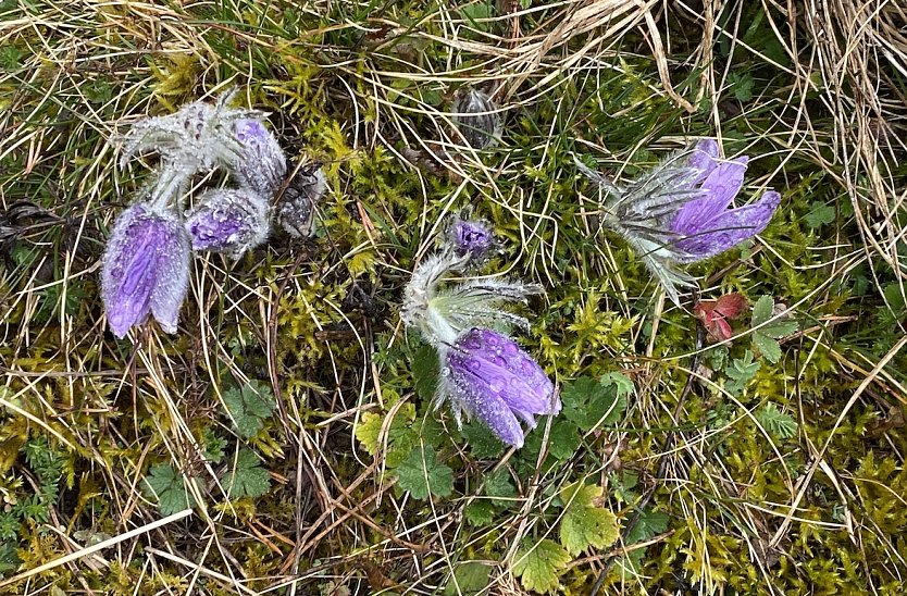 Fr&uuml;hlingserwachen im M&auml;rz (Foto: Wolfgang Lehmann)