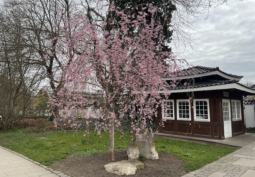 Freundliches Fr&uuml;hlingswetter bestimmt das Wochenende (Foto: oas)