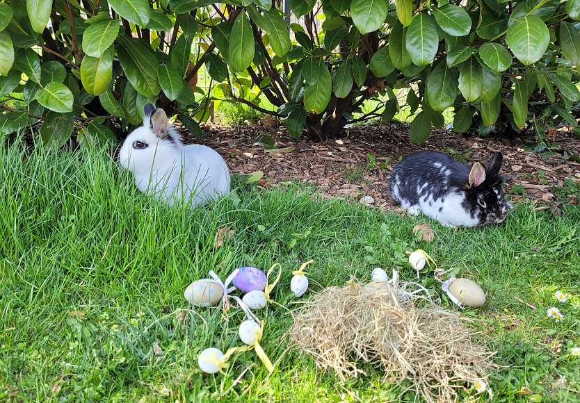 Ostern bei Familie Tritschler in Nohra bei Bleicherode (2.) (Foto: Familie Tritschler)