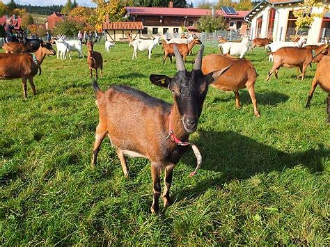 Auftrieb auf der Ziegenalm (Foto: K.Liebig)