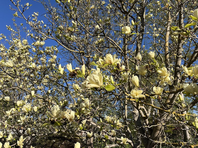 Magnolienbl&uuml;te (Foto: oas)