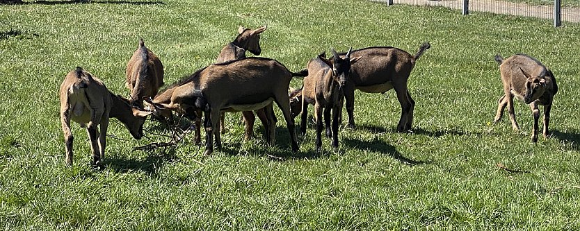 Almauftrieb Sophienhof 2025 (Foto: vgf)