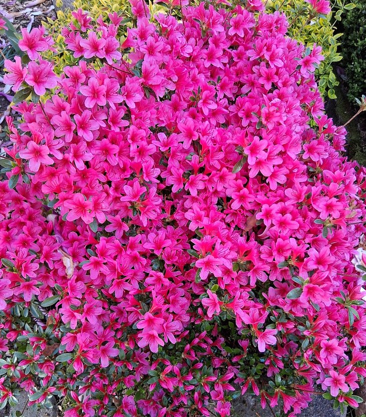 Momentaufnahme Blumenzauber vor dem Haus (Foto: G.Kurzius)