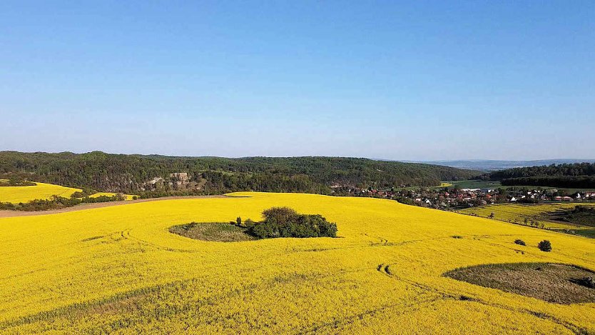 Rapsfelder in der Goldenen Aue (Foto: Peter Blei)
