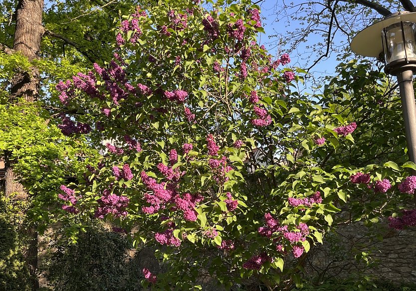 Flieder im Park (Foto: oas)