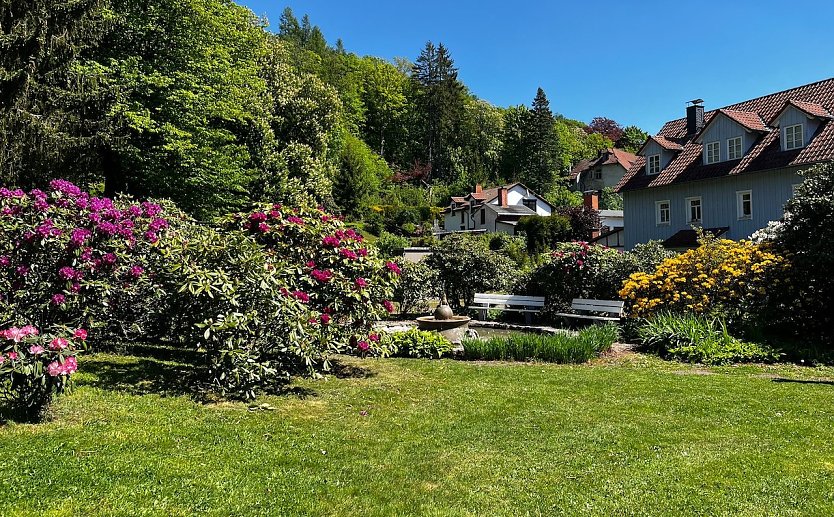 Rhododendronfest in S&uuml;lzhayn (Foto: I.Kalbitz)