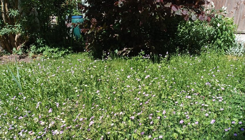 Bl&uuml;hwiese der WBG (Foto: Anton Adlerauge)