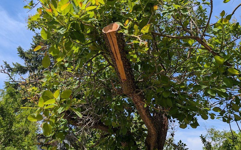 In einer Sondersh&auml;user Kita - falscher Baumschnitt, der f&uuml;r Fassungslosigkeit sorgt (Foto: Janine Skara)