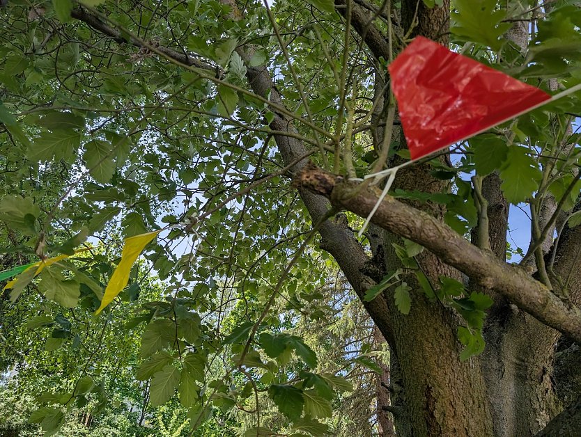 Falscher Baumschnitt  (Foto: Janine Skara)