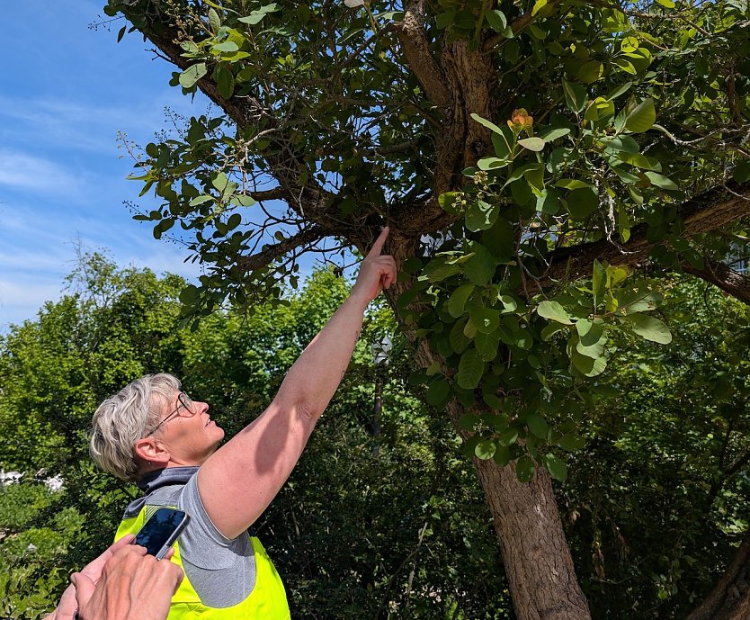 In einer Sondersh&auml;user Kita zeigt Babett Knobloch den falschen Baumschnitt, der f&uuml;r Fassungslosigkeit sorgt (Foto: Janine Skara)