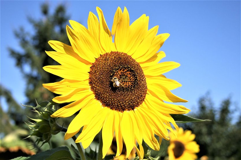 Demn&auml;chst wird in Rossla wieder Honig geschleudert (Foto: Ulrich Reinboth)