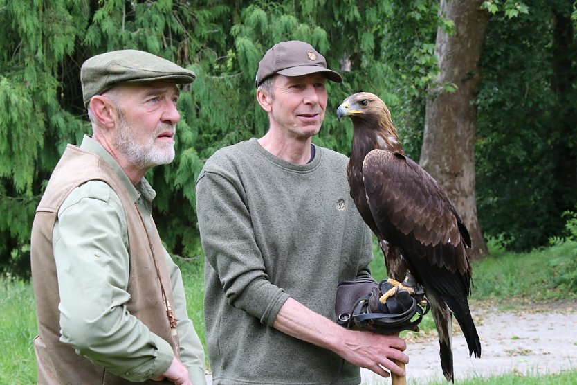 So nah kommt man einem Steinadler nicht alle Tage - Reiner Gulyasch aus St&ouml;ckey hatte neben dem "Terzel" auch zwei "Harris Hawks" mitgebracht (Foto: agl)