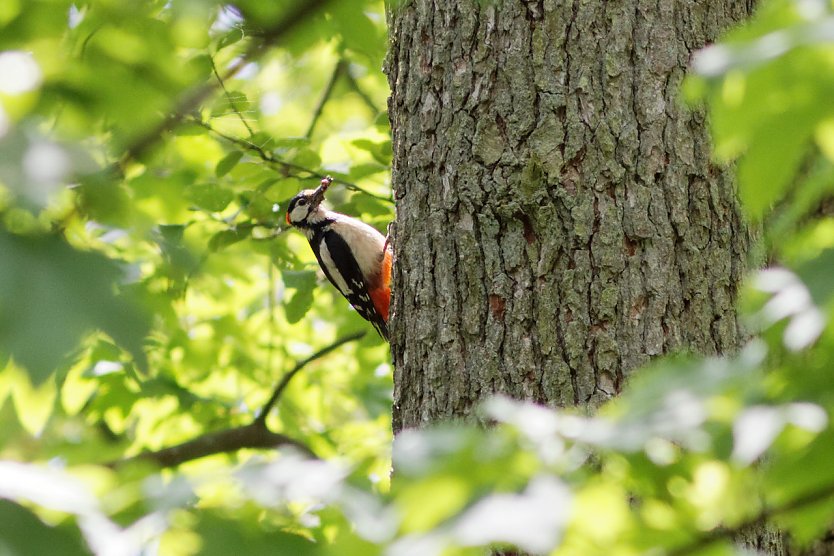 Buntspecht (Foto: Isabel H&uuml;mpfner)