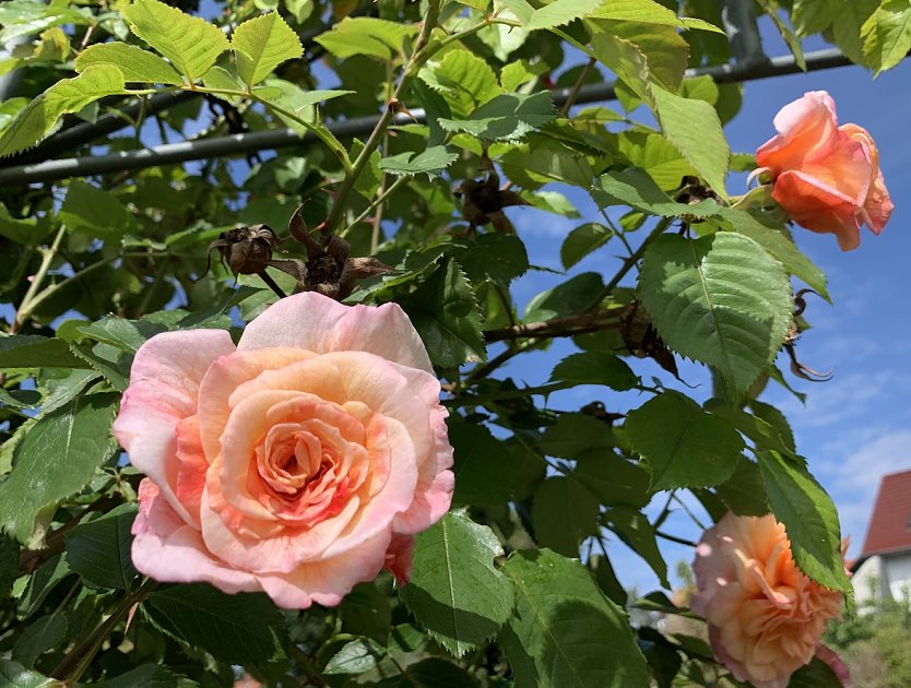 Faszinierende Rosenpracht im Rosengarten Bad Langensalza (Foto: Eva Maria Wiegand)