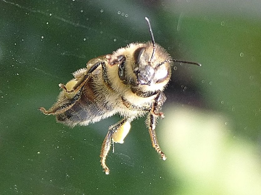 Bienen (Foto: Andrea Rohrmann)