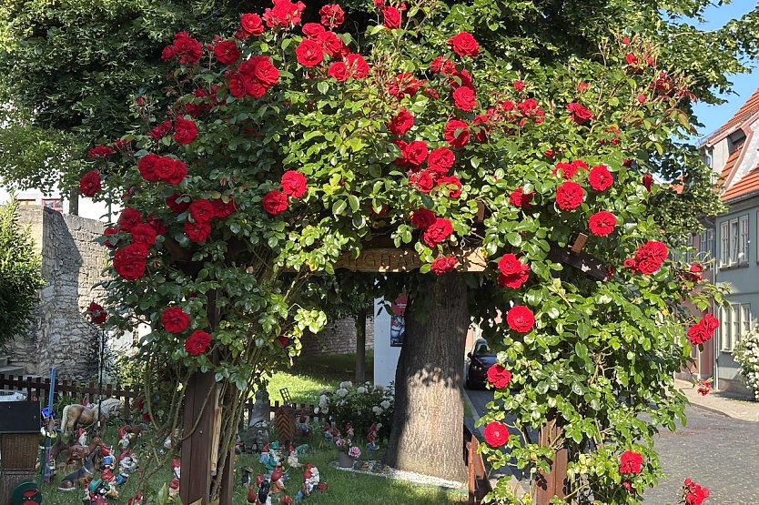 In der Rosenstadt Bad Langensalza (Foto: oas)