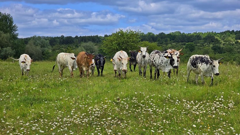 Zwerg Zebus im Nationalpark (Foto: Denny Juchem)