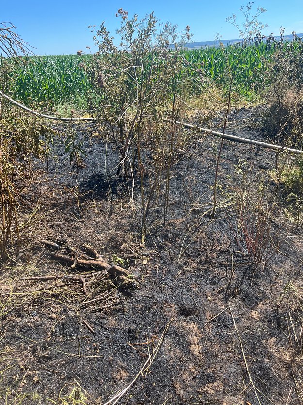 Fl&auml;chenbrand im Kyffh&auml;userkreis (Foto: LPI)