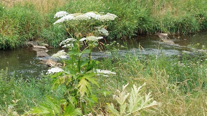 Riesenb&auml;renklau an der Zorge in voller Bl&uuml;te (Foto: nnz)