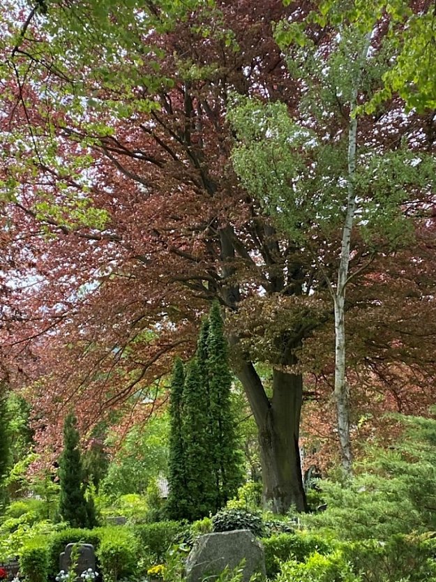 Blutbuche (Foto: Wolfgang Lehmann)