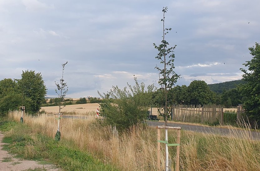 Leere Wassers&auml;cke an jungen B&auml;umen (Foto: B.Schwarzberg)