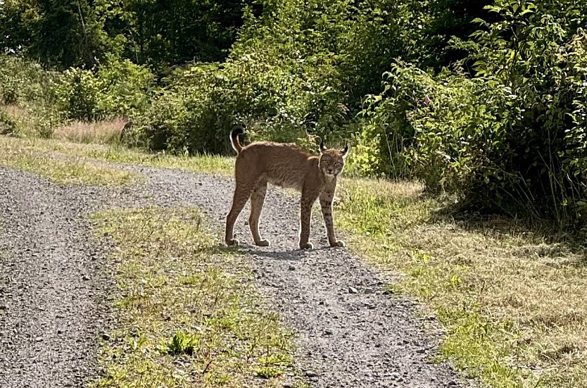 Luchssichtung am Rennsteig (Foto: Martin Lotz)