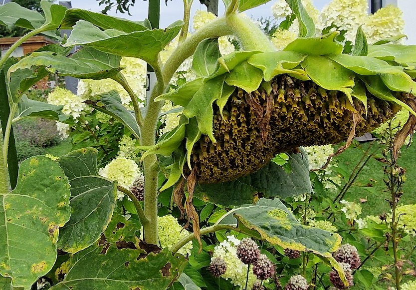 Absturz in Bedeutungslosigkeit (Foto: nnz)