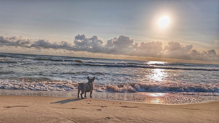 Strand auf Usedom mit Hund (Foto: Silvio Wolter)