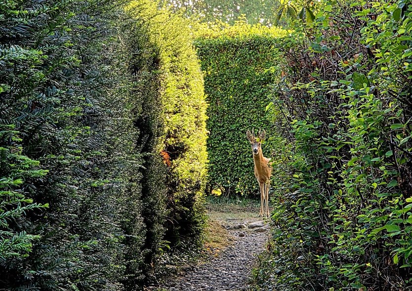 Begegnung mit einem Rehbock (Foto: Uta Wei&szlig;e)