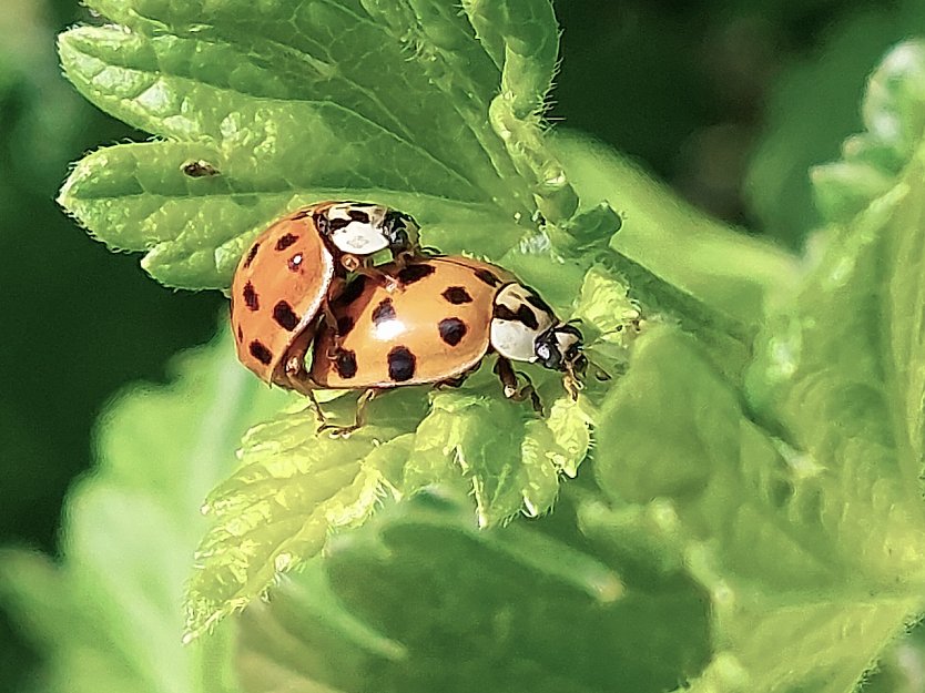 Marienk&auml;fer genie&szlig;en den Sommer in Bleicherode (Foto: Cora Aderhold)