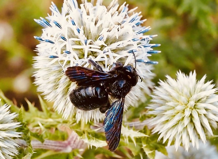 Holzbiene an Einerv Bl&uuml;te (Foto: Yvonne Werner)