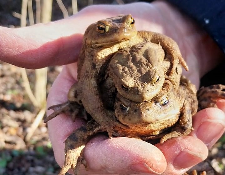 Auch Kr&ouml;ten brauchen weiter Hilfe (Foto: Melanie Sch&ouml;nheit)