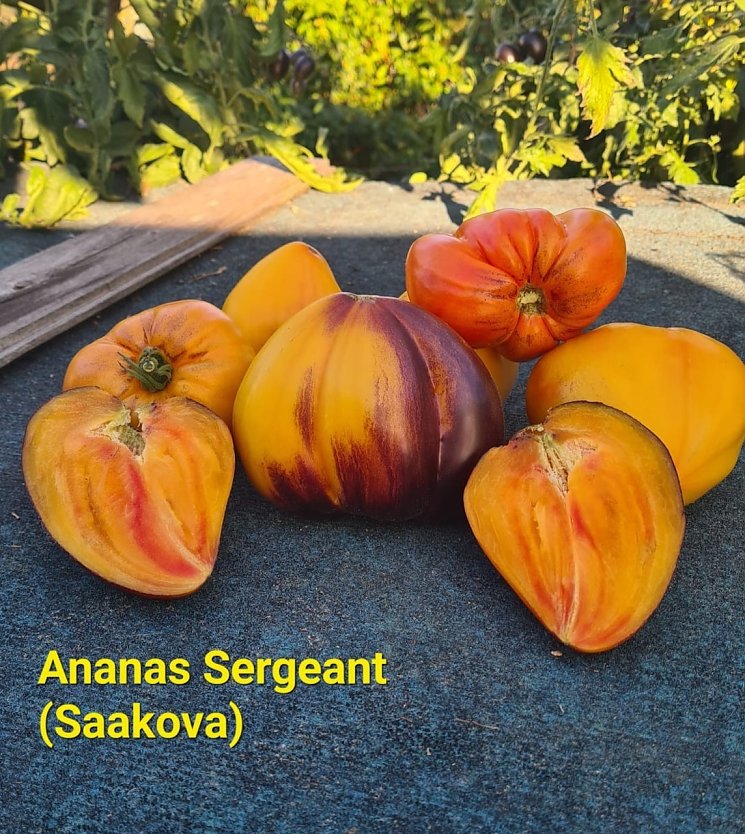 Ananas Sergeant (Sakova) Tomate (Foto: Karsten Stiehler)