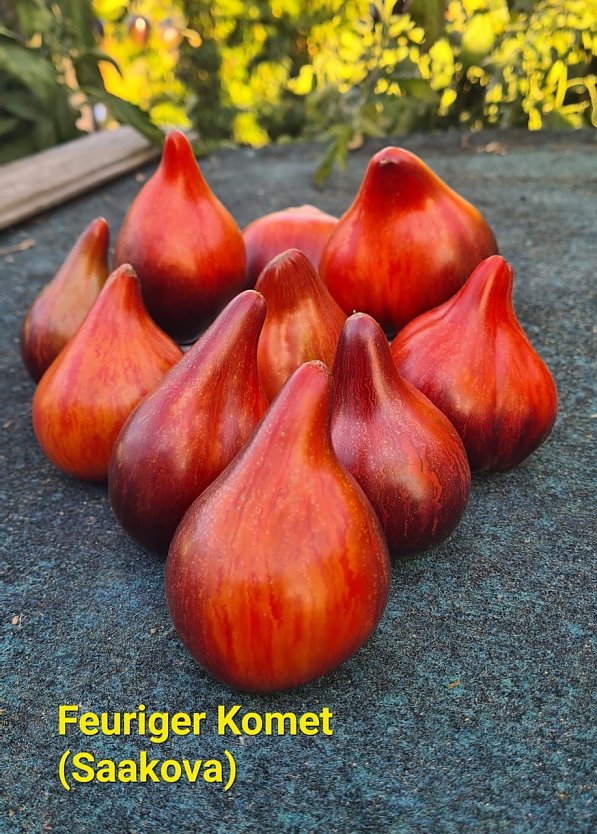 Feuriger Komet (Saakova) (Foto: Karsten Stiehler)