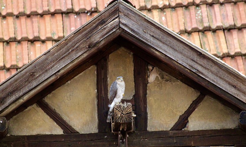 Habicht bei der Jagd (Foto: Eva Maria Wiegand)