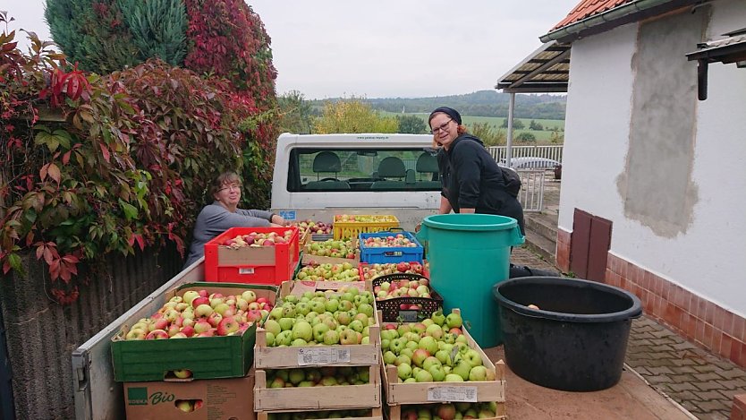 Die Kleing&auml;rtner der "Dahlie" in Nordhausen holten am vergangenen Wochenende rund eine Tonne &Auml;pfel von ihren B&auml;umen (Foto: agl)