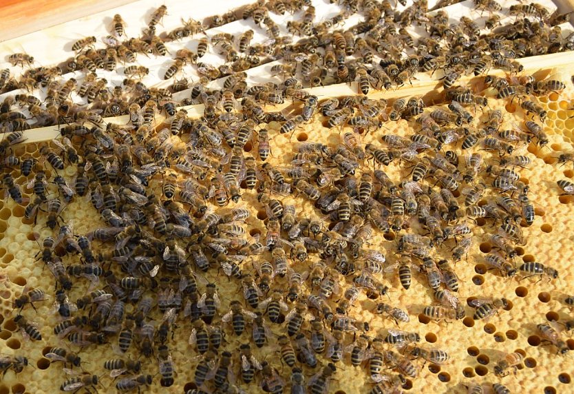 Fleißige Bienen bei der Arbeit (Foto: Imkergemeinschaft Südharz) Fleißige Bienen bei der Arbeit (Foto: Imkergemeinschaft Südharz)